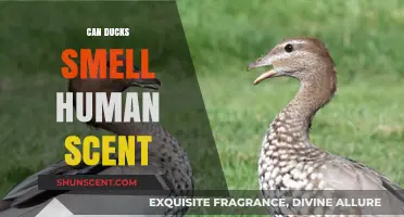 Can Ducks Detect Human Scents? Uncovering Their Olfactory Abilities