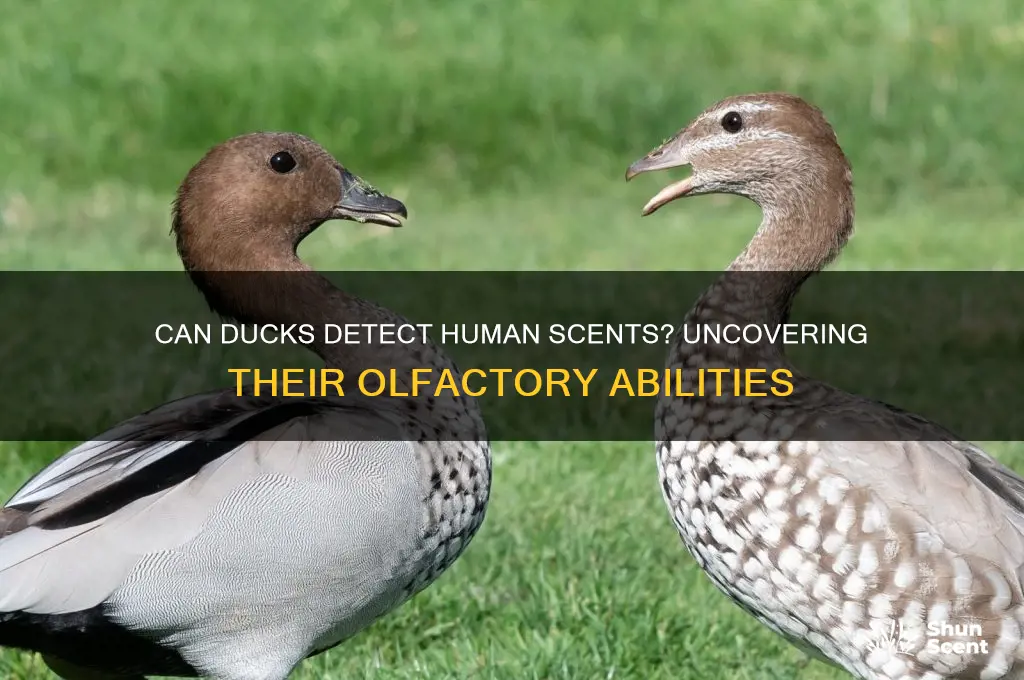 can ducks smell human scent