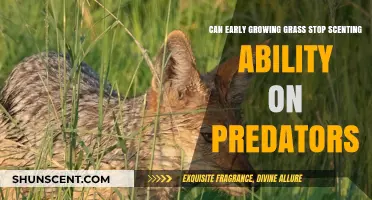 Early Grass Growth: Impact on Predator Scent Detection Abilities