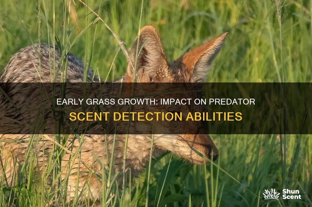 can early growing grass stop scenting ability on predators