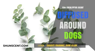 Is Eucalyptus Scent Safe for Dogs? Diffusing Tips and Precautions