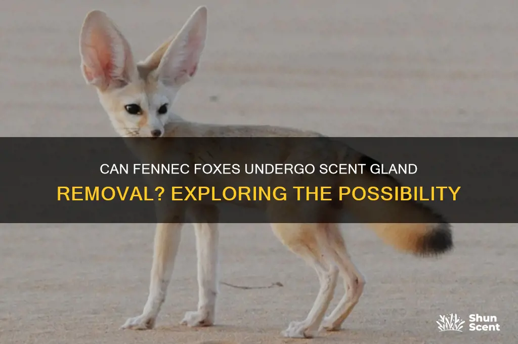 can fennec foxes have their scent glands removed