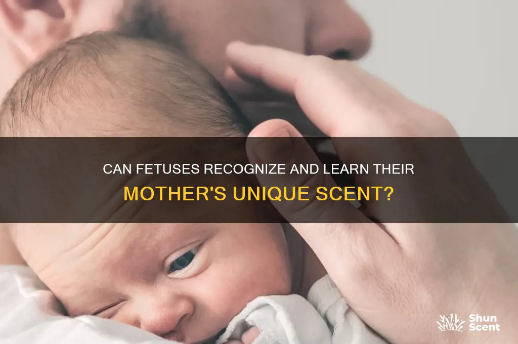 can fetuses learn the mother scent