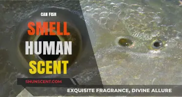 Can Fish Detect Human Scent? Uncovering Aquatic Olfactory Abilities
