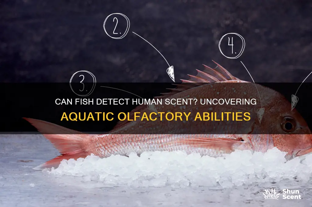 can fish smell human scent