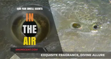 Can Fish Detect Airborne Scents? Unraveling Aquatic Olfactory Mysteries