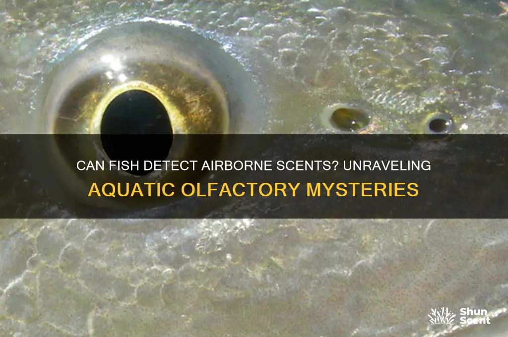 can fish smell scents in the air