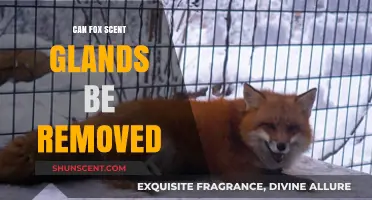 Can Fox Scent Glands Be Removed? Exploring the Procedure and Ethics