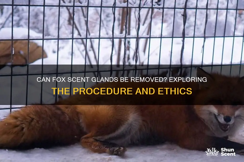 can fox scent glands be removed