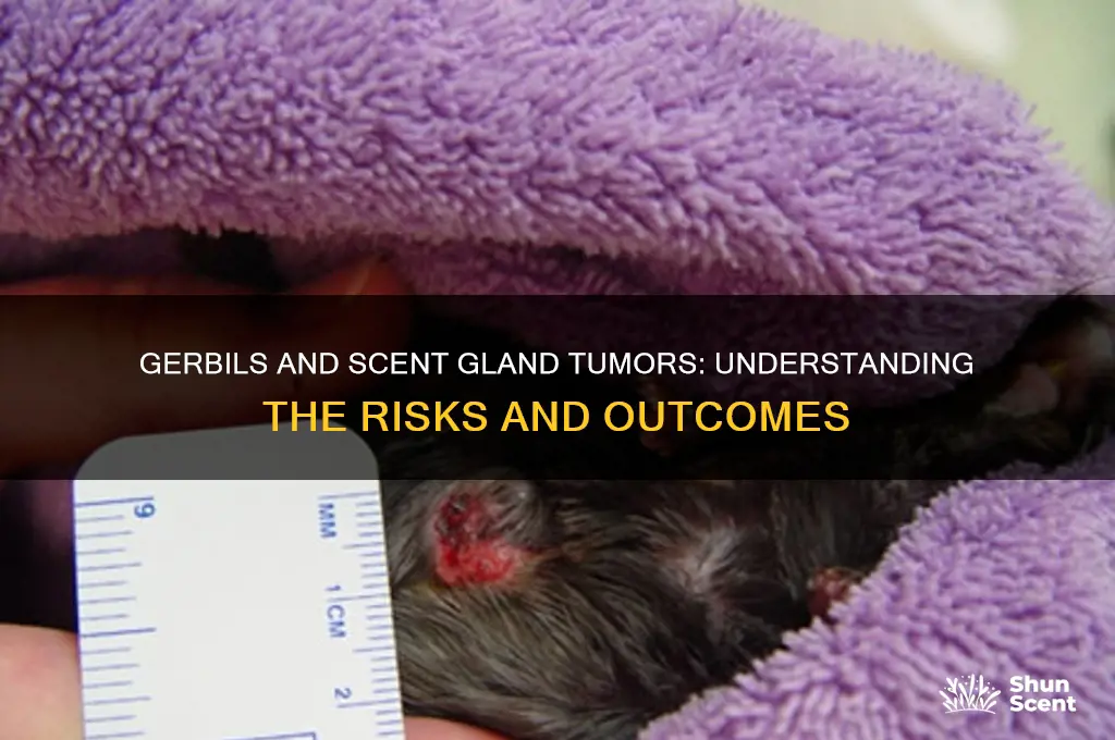 can gerbils die from scent gland tumors