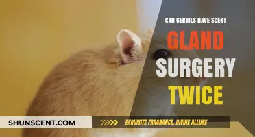 Can Gerbils Undergo Scent Gland Surgery Twice? Expert Insights