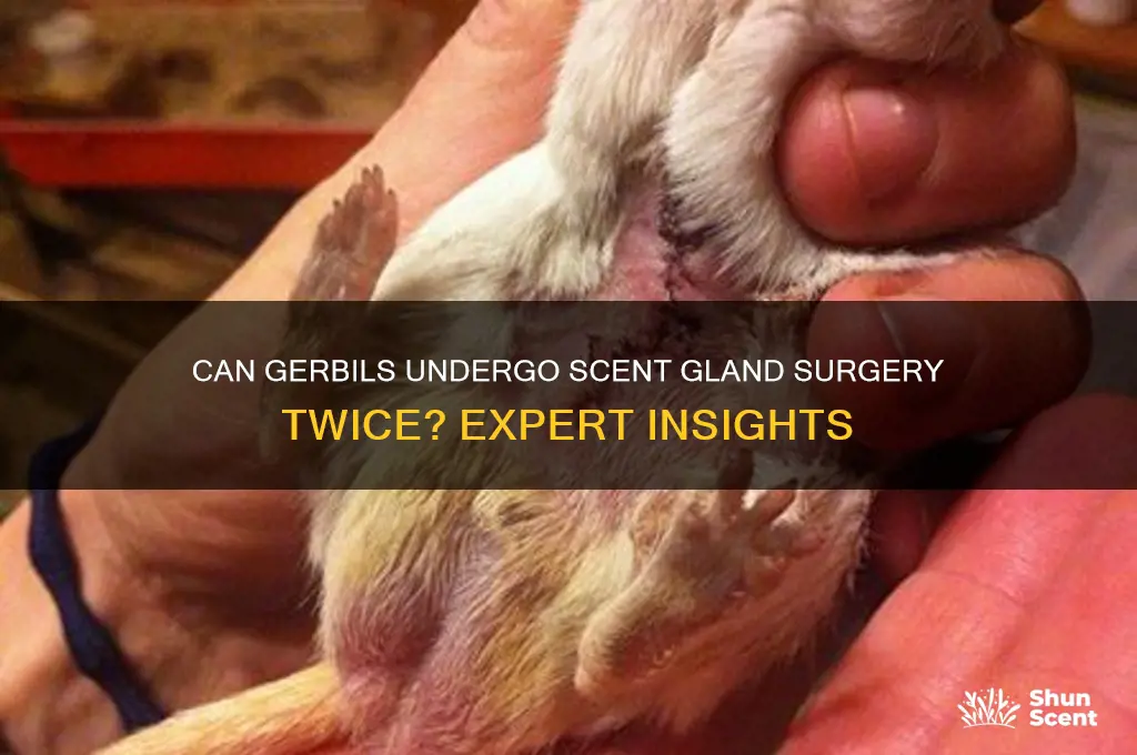 can gerbils have scent gland surgery twice