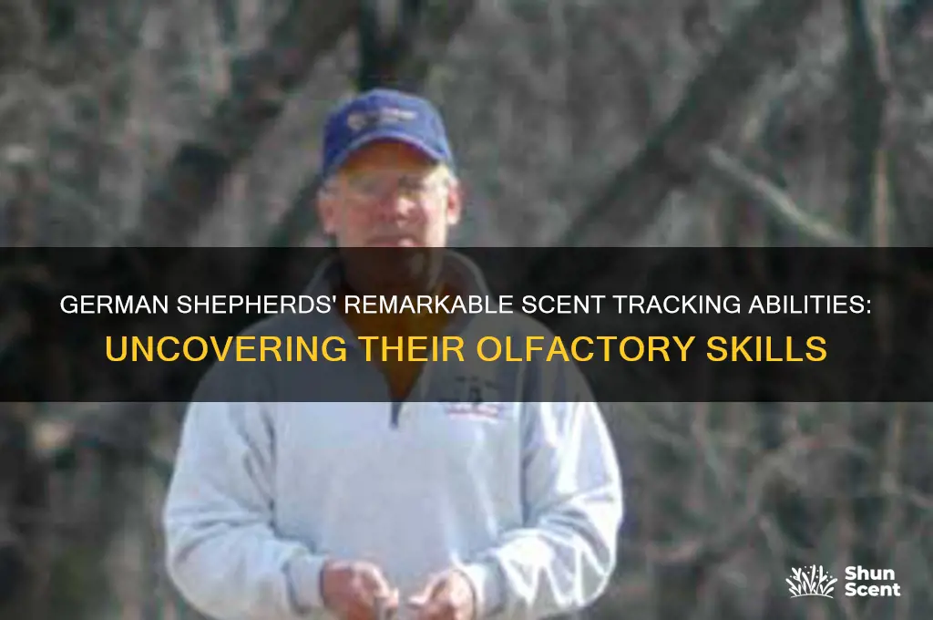 can german shepherd track scent