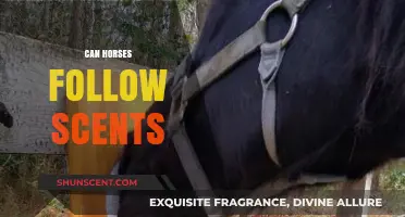 Can Horses Follow Scents? Unveiling Their Olfactory Abilities and Behaviors