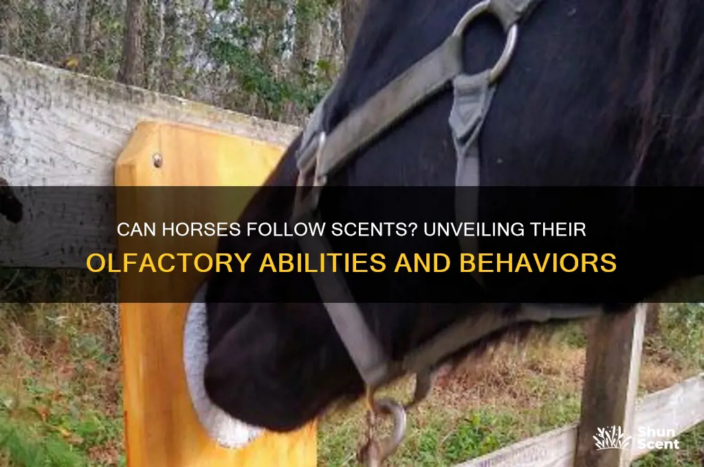 can horses follow scents