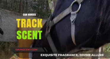 Can Horses Track Scents? Unveiling Their Olfactory Abilities and Uses