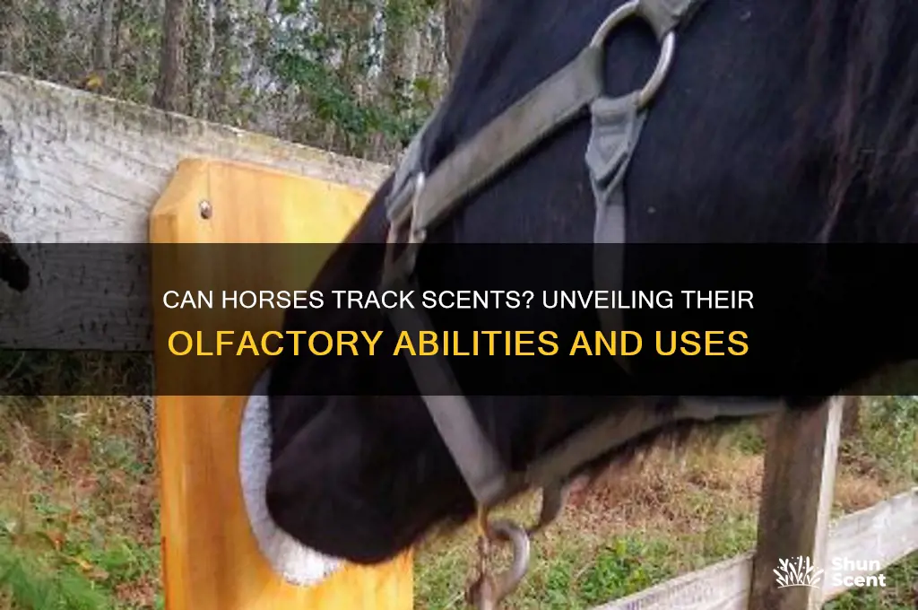 can horses track scent