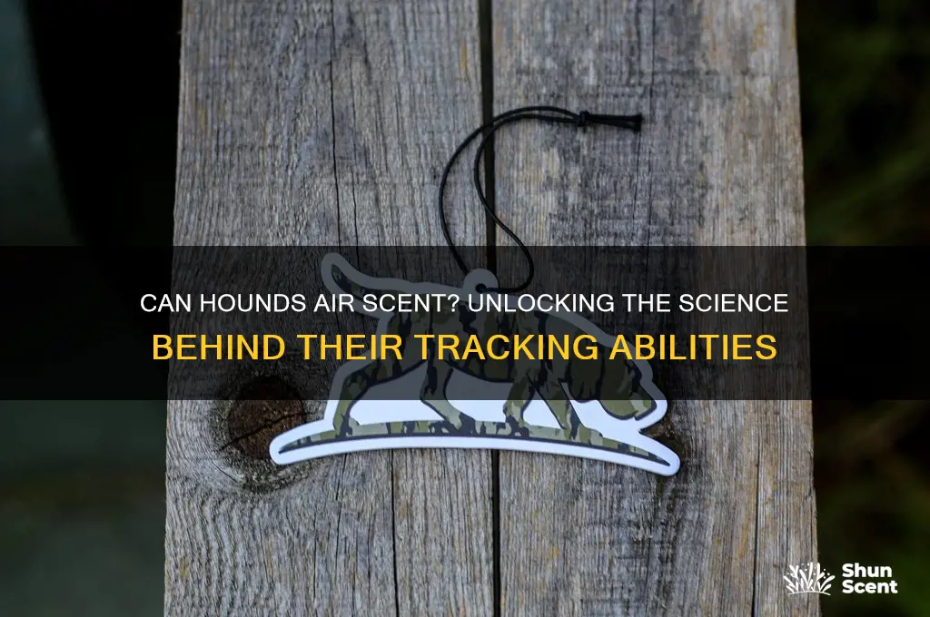 can hounds air scent