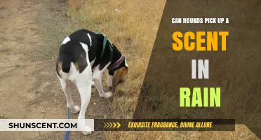 Can Hounds Track Scents Effectively During Rainy Weather?