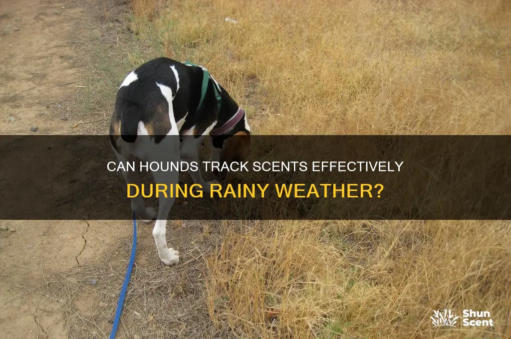 can hounds pick up a scent in rain