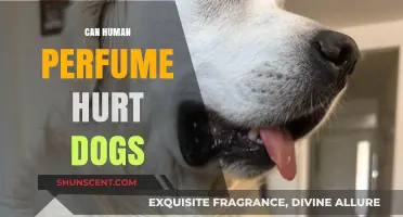 Perfumes and Dogs: What You Need to Know