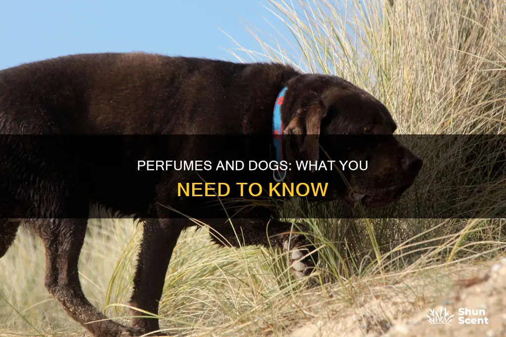 can human perfume hurt dogs