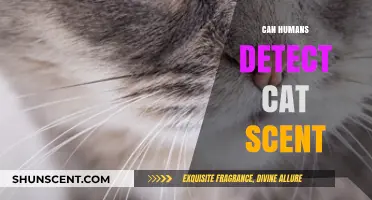 Can Humans Detect Cat Scent? Unraveling the Mystery of Feline Pheromones