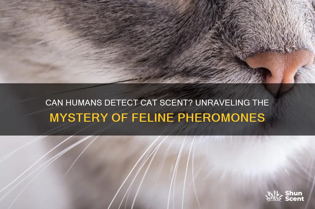 can humans detect cat scent