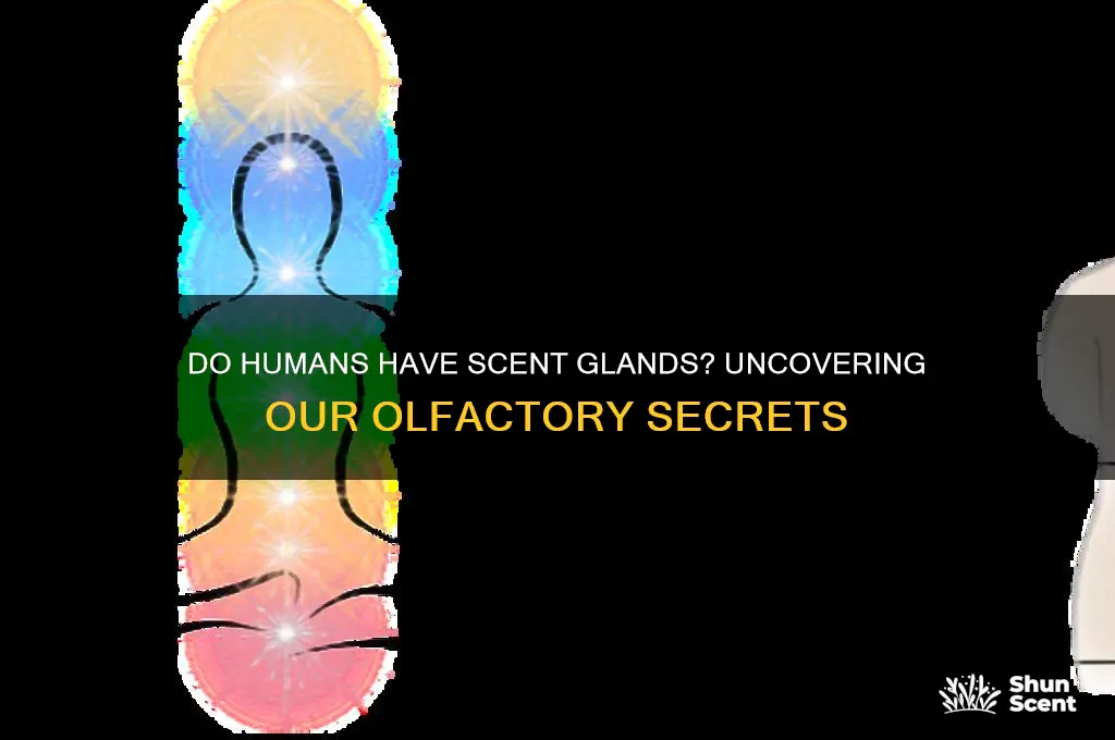 can humans have scent glands