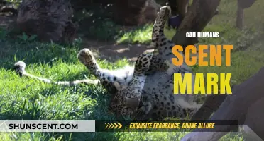 Can Humans Scent Mark? Exploring the Science Behind Territorial Scents