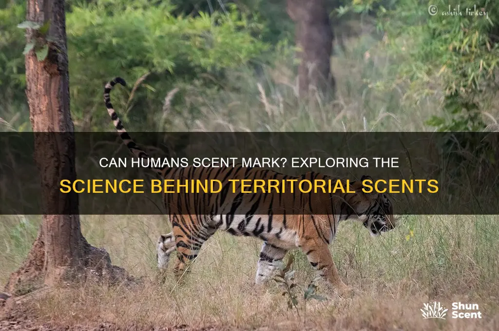 can humans scent mark