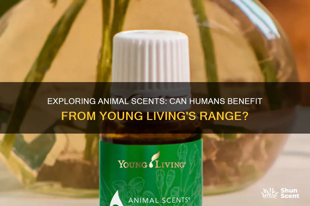 can humans use animal scents young living