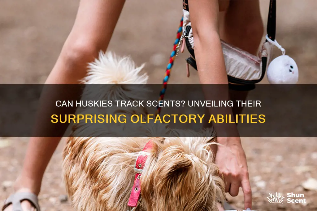 can huskies track scent