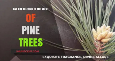 Pine Tree Allergies: Can You React to Their Scent?