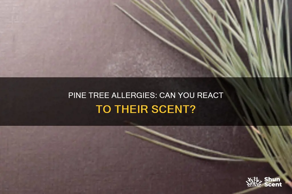 can i be allergic to the scent of pine trees