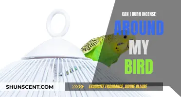 Incense Around Pet Birds: Safe or Not?