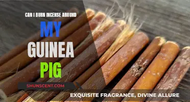 Incense Around Guinea Pigs: Safe or Not?
