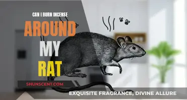 Burning Incense Around Pet Rats: Safe or Not?