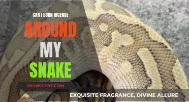 Incense and Snakes: Safe or Not?