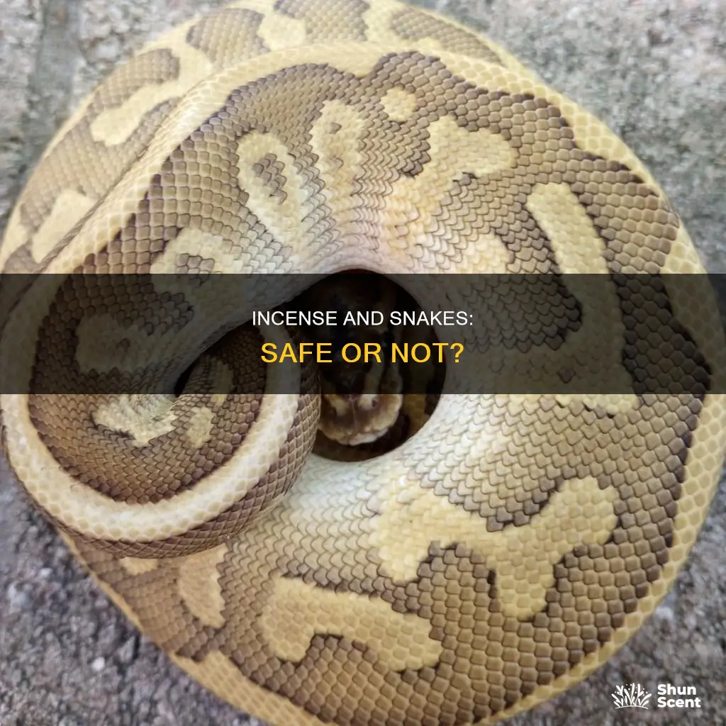 can i burn incense around my snake