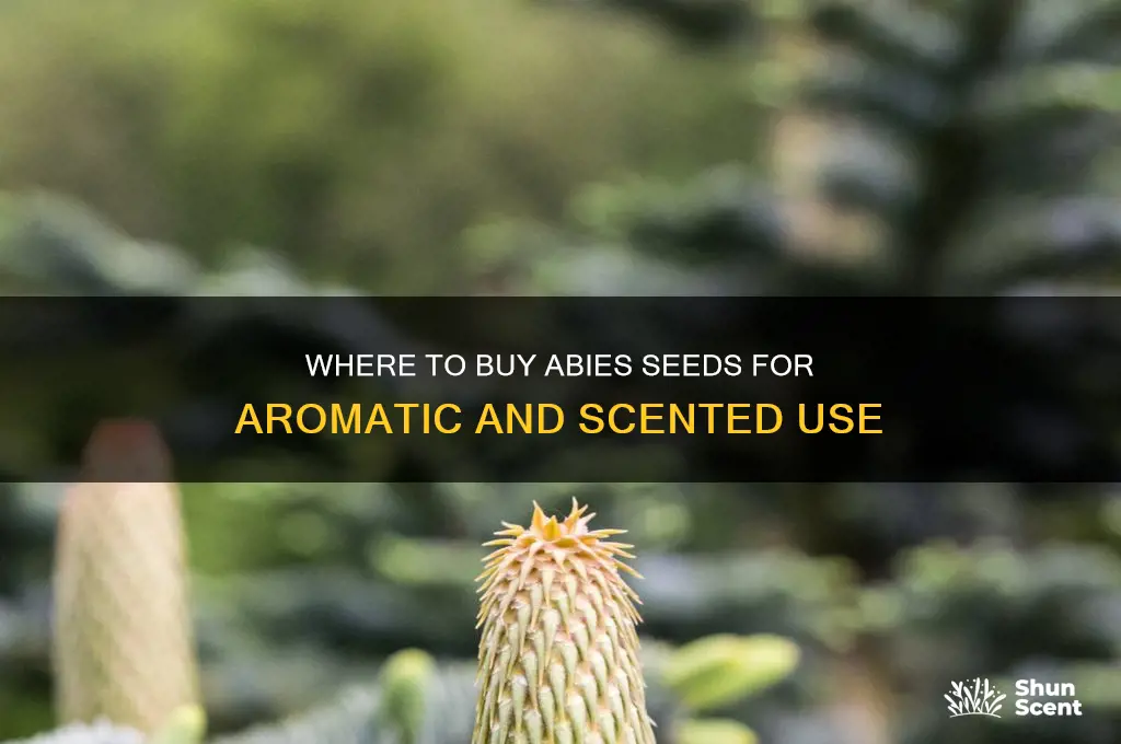 can i buy abies seed for scented use