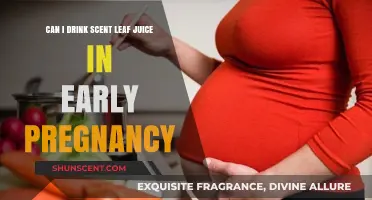Is Scent Leaf Juice Safe During Early Pregnancy? Expert Insights