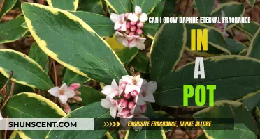 Growing Daphne Eternal Fragrance: Potted Plant Care Tips