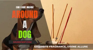 Incense Around Dogs: Safe or Not?