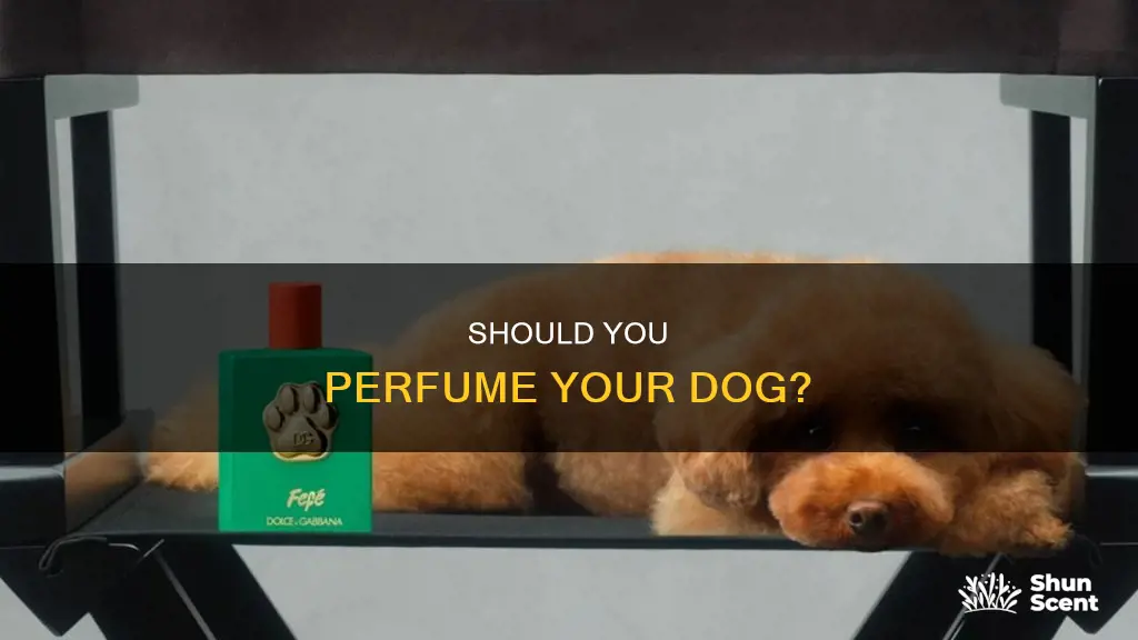 can i perfume my dog