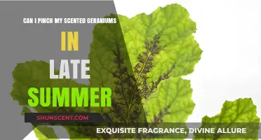 Pinching Scented Geraniums in Late Summer: Tips for Healthy Growth