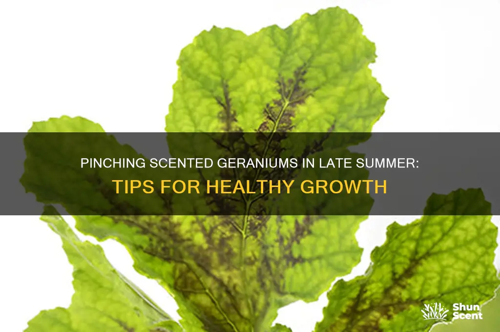 can i pinch my scented geraniums in late summer