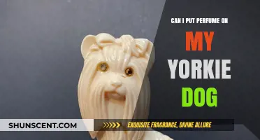 Should You Spray Perfume on Your Yorkie?