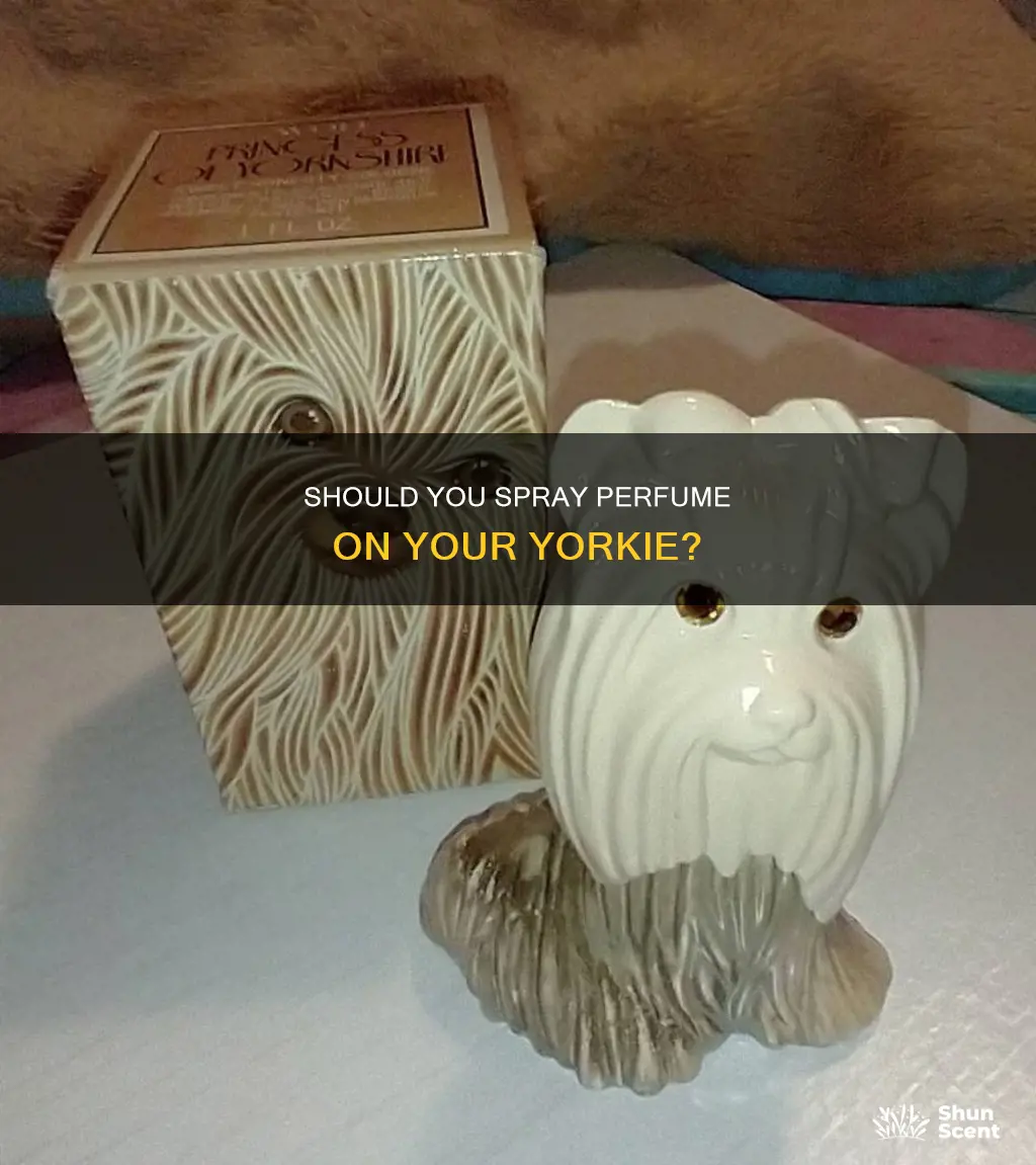 can i put perfume on my yorkie dog