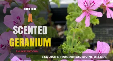 Rooting Scented Geraniums: A Simple Guide to Propagation Success